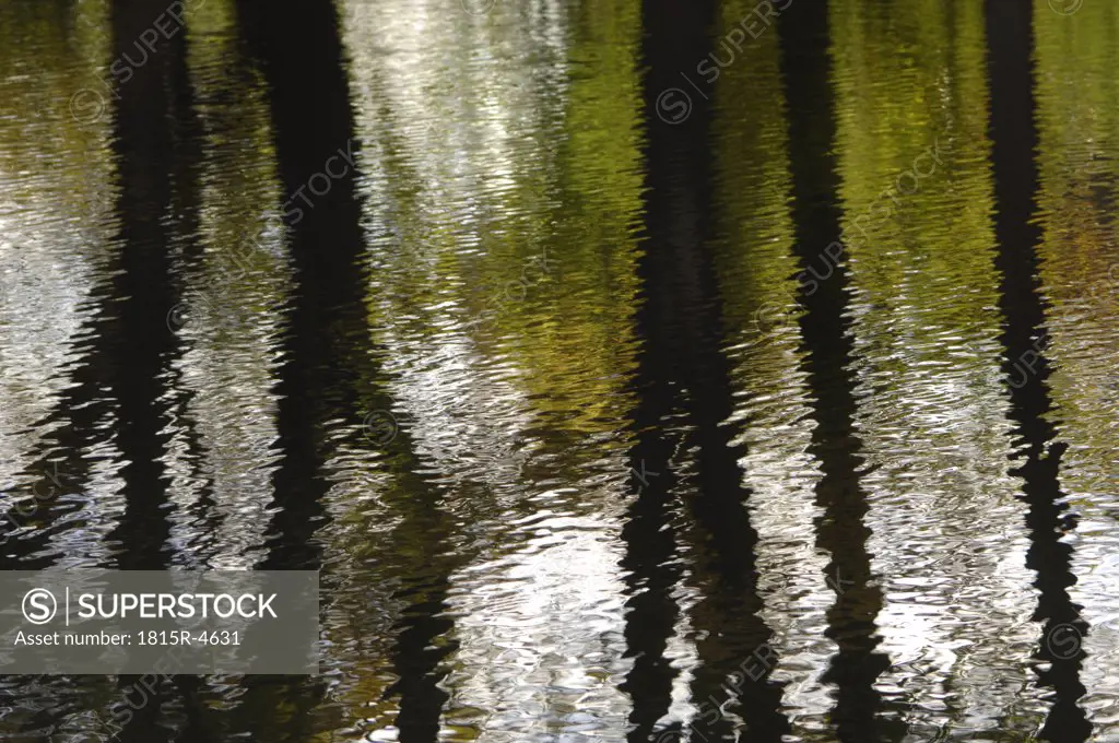 Germany, Bavaria, Tree trunks reflecting on water surface