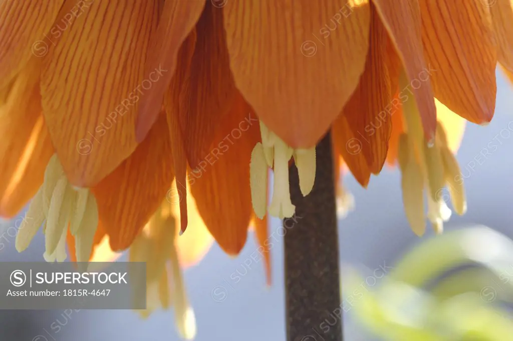 Crown Imperial (Fritillaria imperialis), close-up