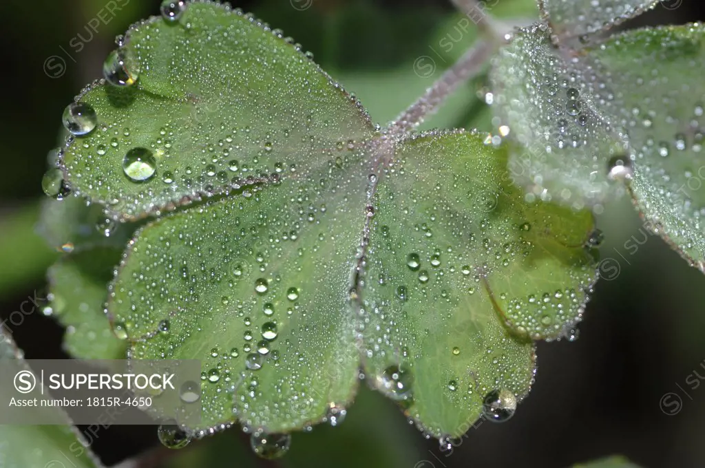 Columbine plant (Aquilegia vulgaris) with drops of water on leaves