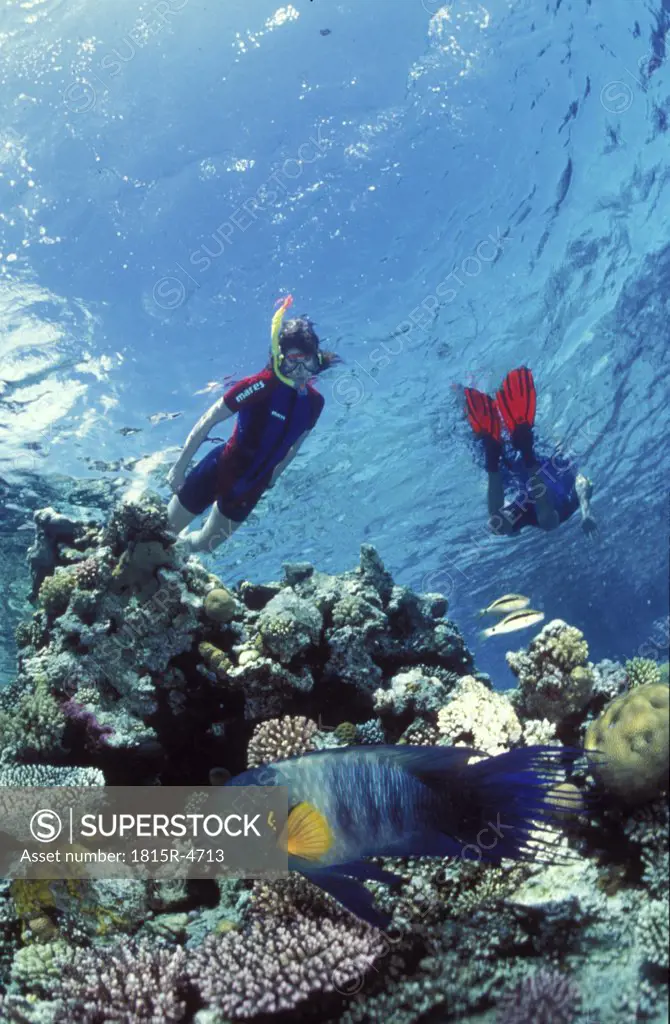 snorkler with broomtail wrasse