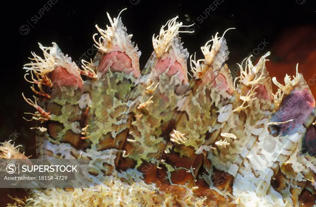Rückenflosse eines Skorpionfisches - dorsal fin of scorpionsfish
