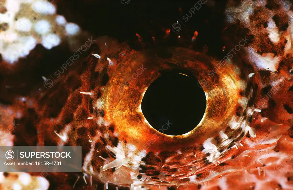 Scorpionsfisch Auge - scorpionfish eye