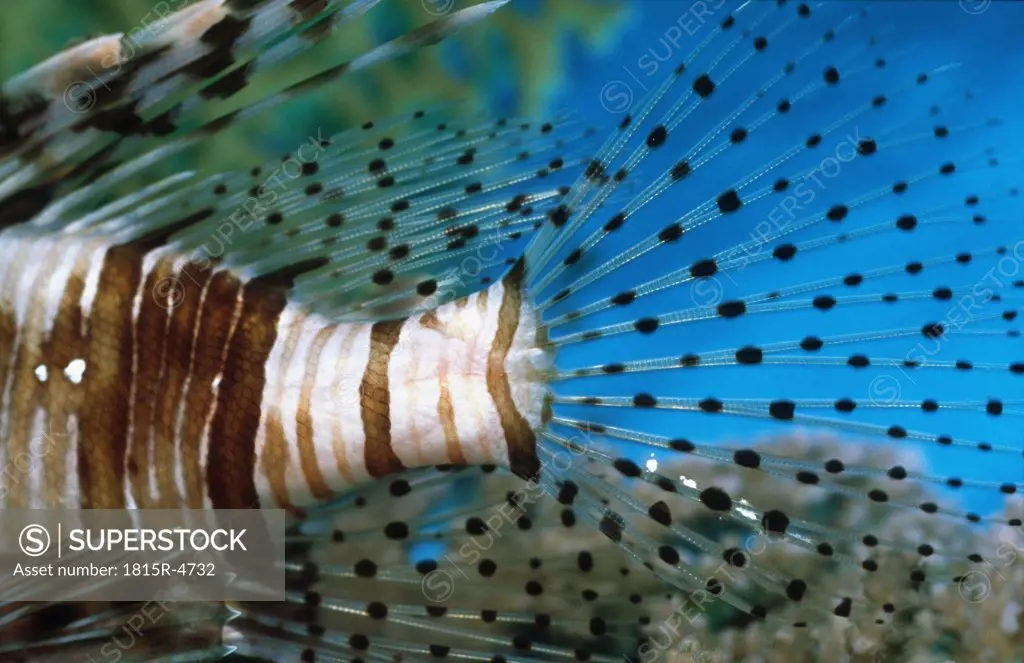 Flosse eines Scorpionsfisch - scorpionfish