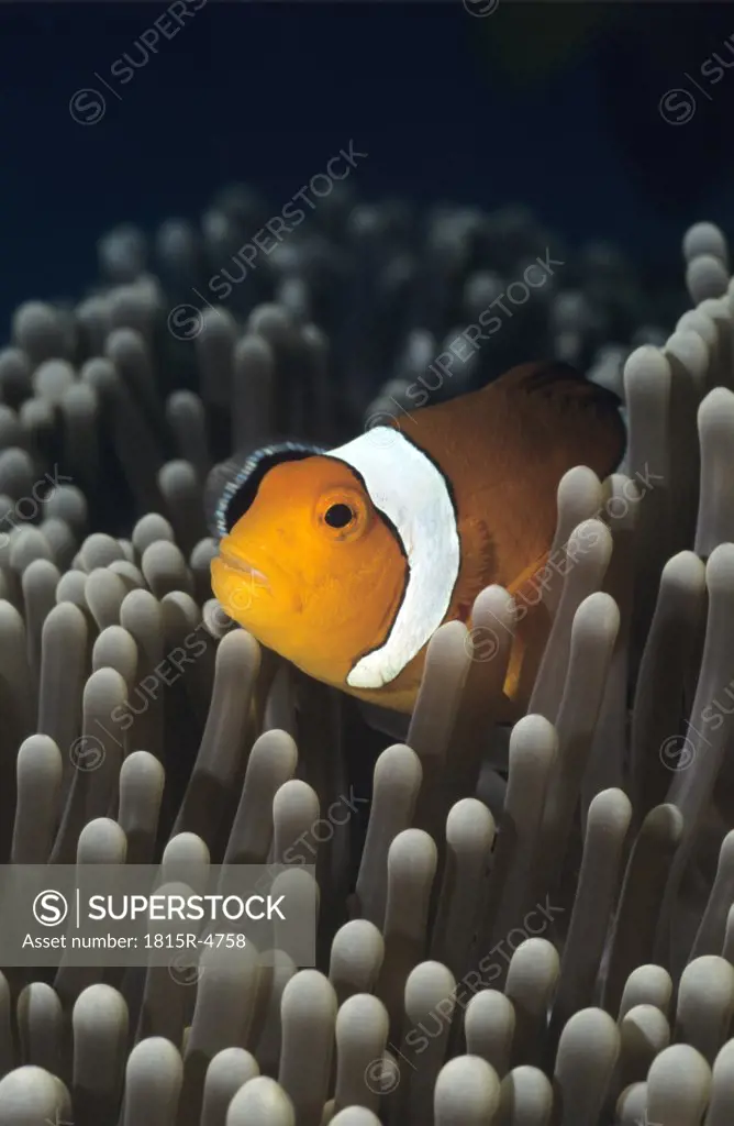 Western Clownfish, Amphiprion ocellaris