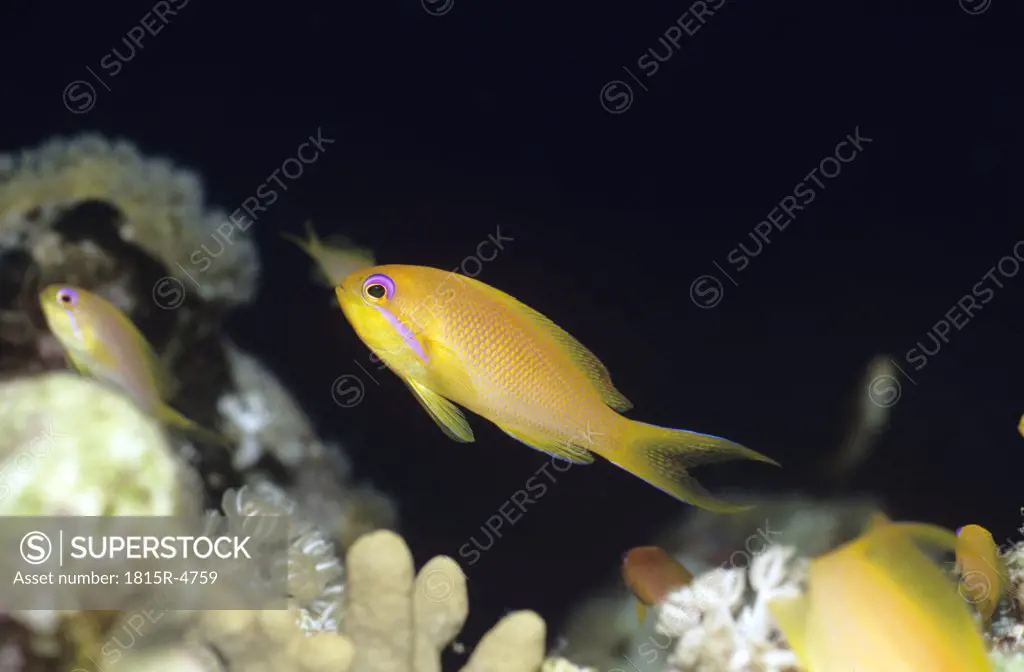 Jewel fairy basslet, Pseudanthias squamipinnis