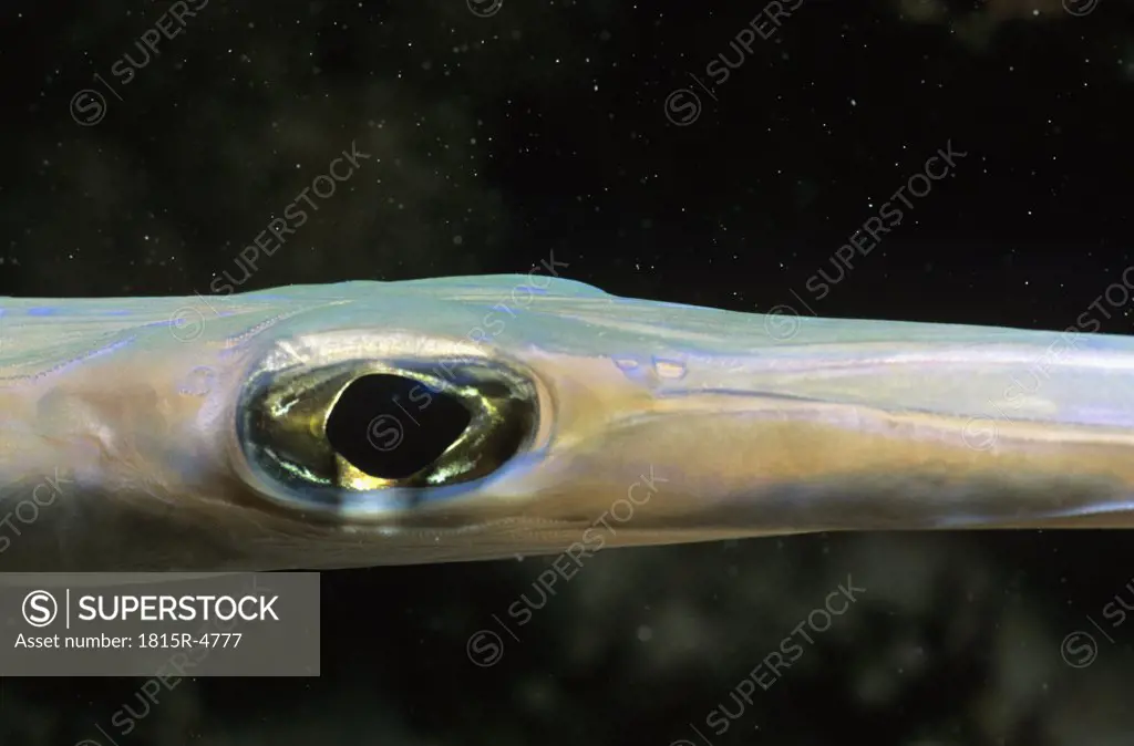 Cornetfish, Fistularia commersonii