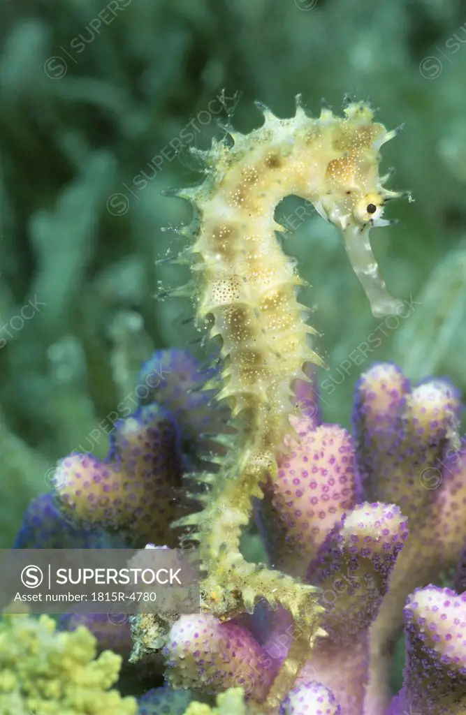 Thorny seahorse, Hippocampus jaykari