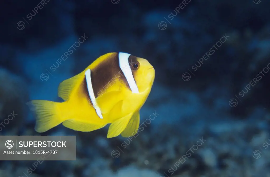 Red Sea anemonefish, Amphiprion bicintus