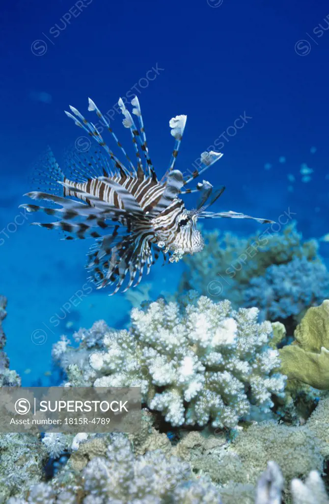 Common lionfish, Pterois volitans