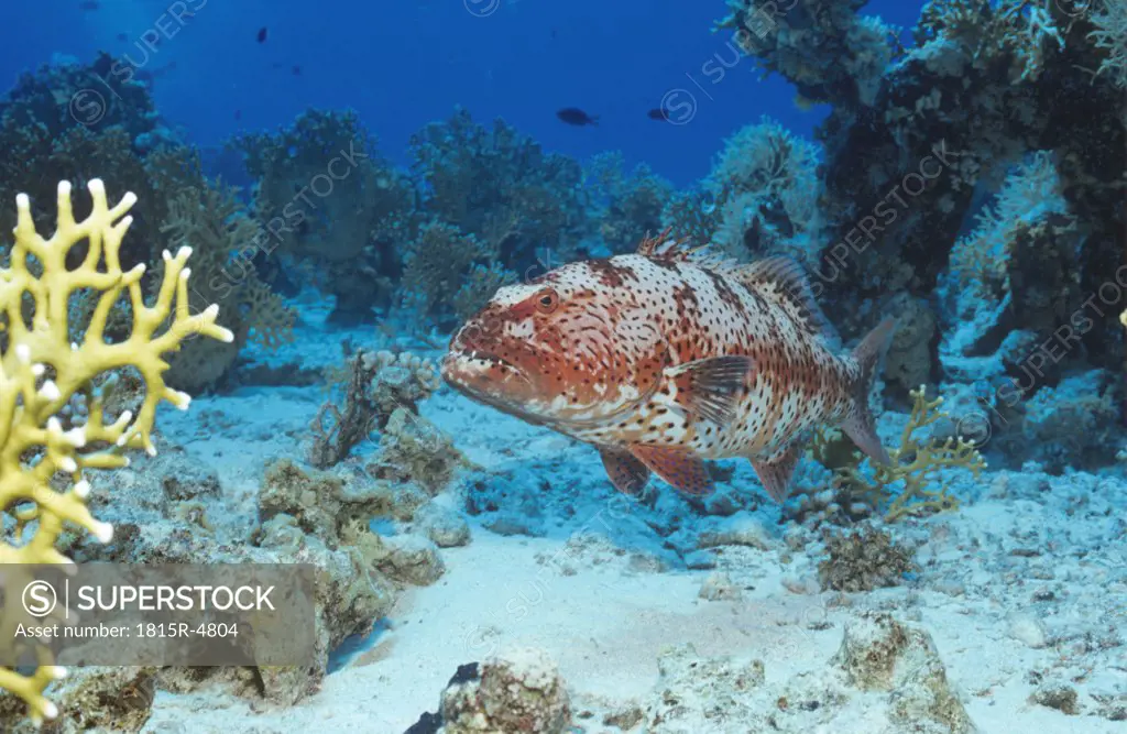 Red Sea coral grouper, Plectropomus pessuliferus marisrubri