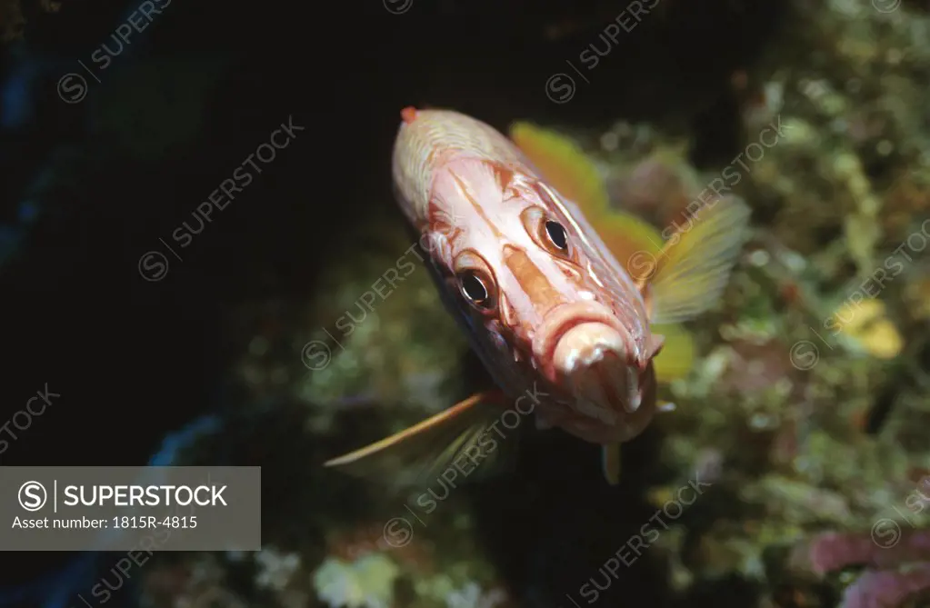 Giant squirrelfish, Sargocentron spiniferum