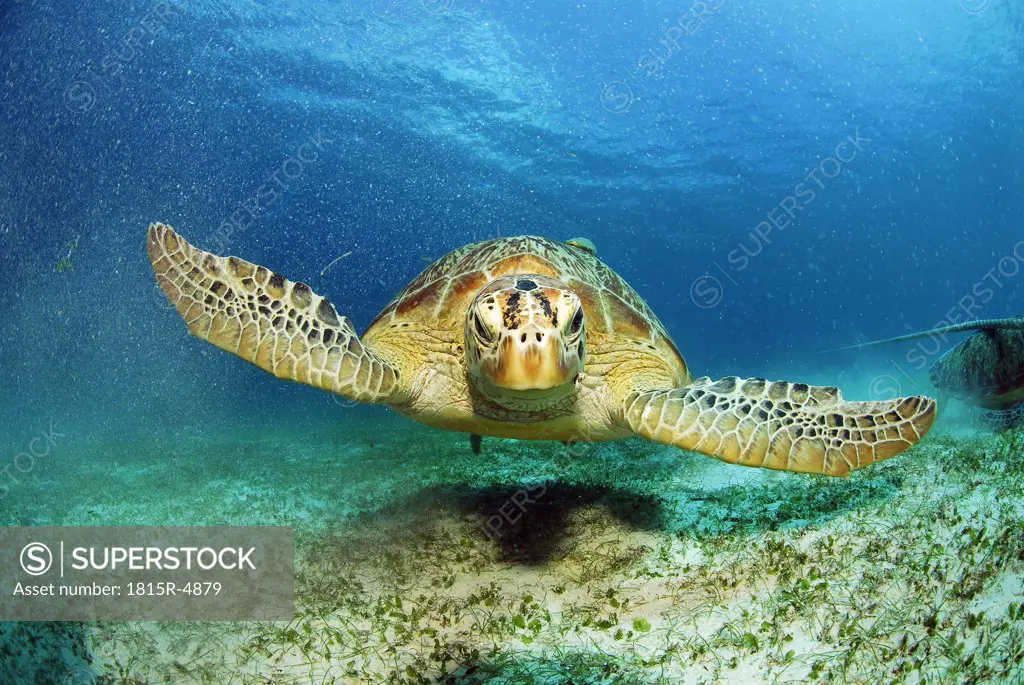 Philippines, green sea turtle