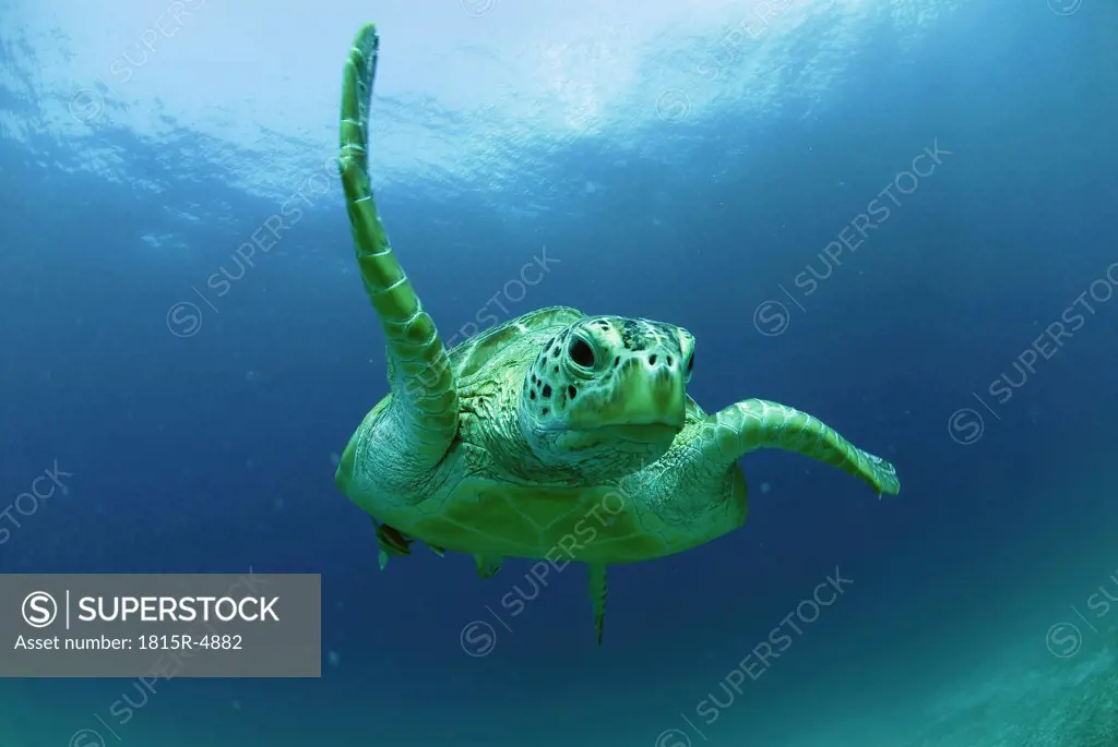 Philippines, green sea turtle (Chelonia mydas) swimming, underwater view