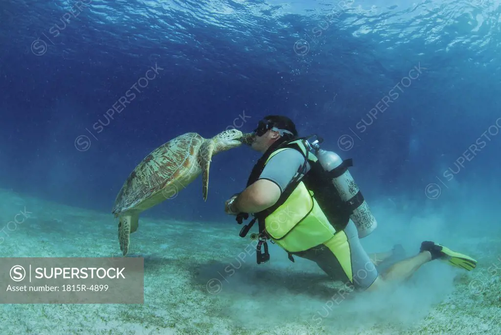 Philippines, scuba diver kissing green sea turtle, underwater view