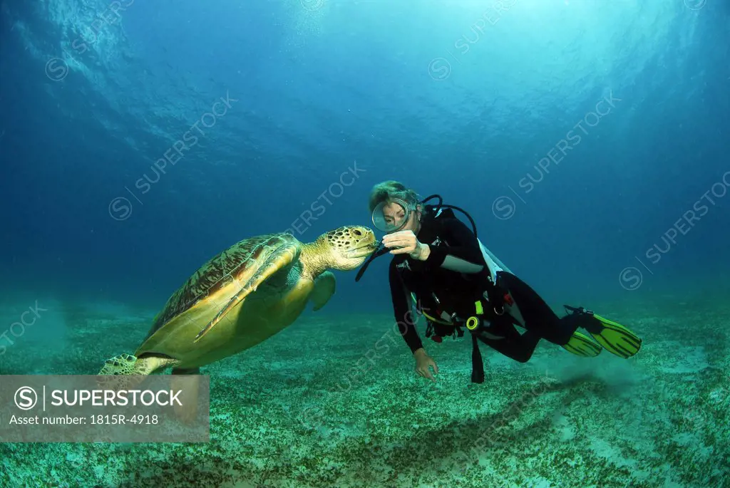 Philippines, diver with green sea turtle