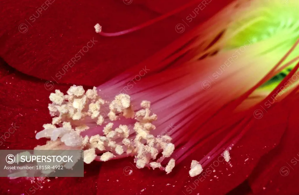 Red blossom, close-up