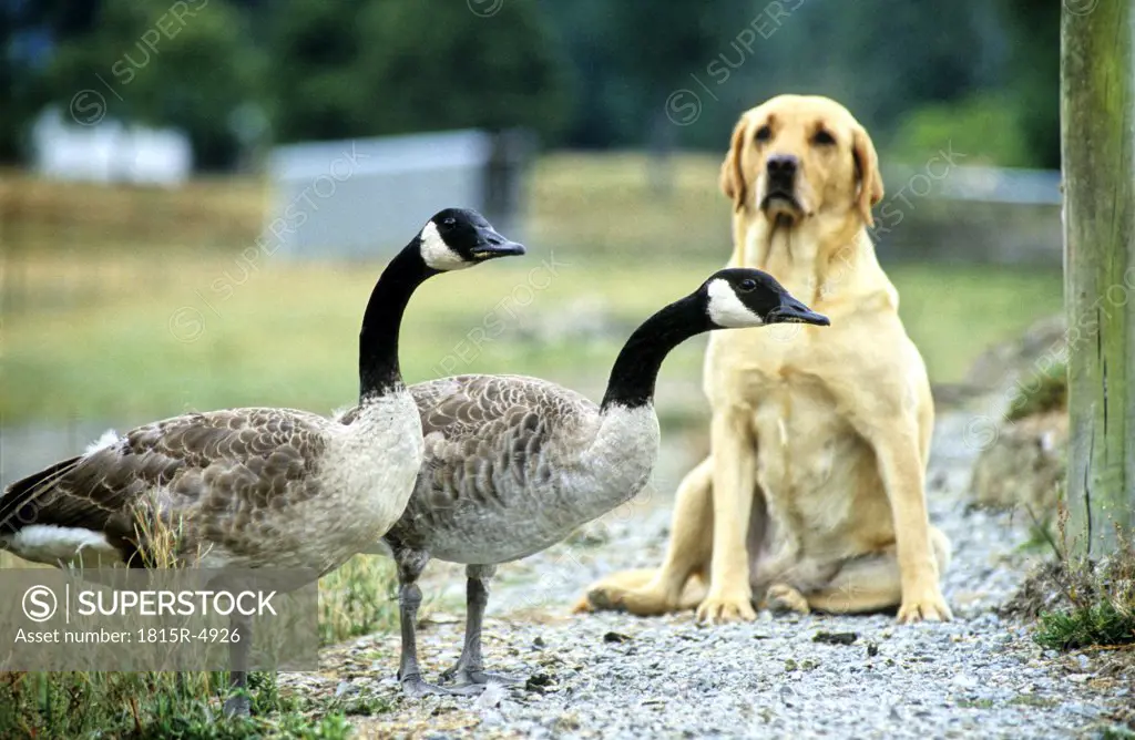 Dog watching pair of geese