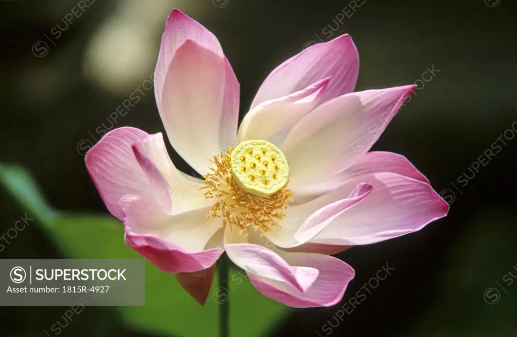 Lotus flower, close-up