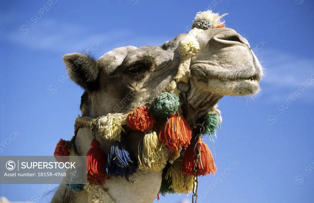 Side Profile Portrait of Camel (Side Profile Portrait of Camel In Full Head Dress, (Camelus dromedarius)