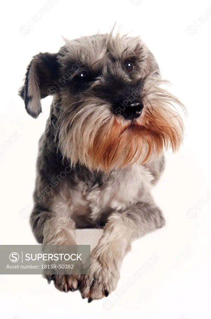 Schnauzer, domestic dog, portrait