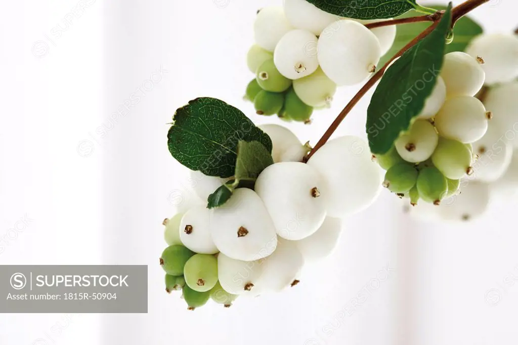 Snowberries Symphoricarpos albus, close_up
