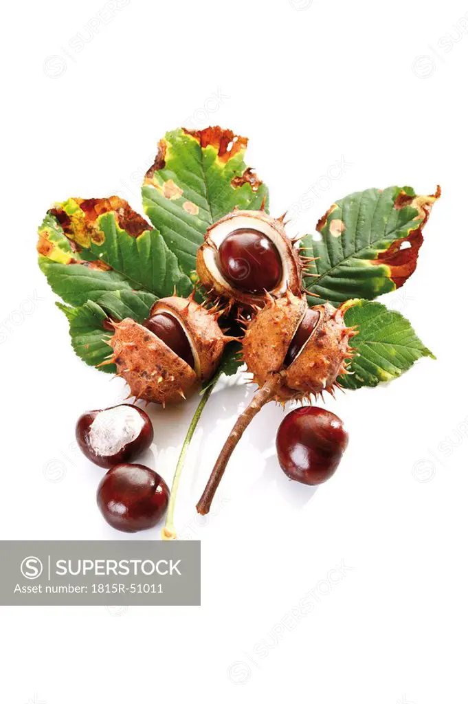 Horse Chestnuts Aesculus hippocastanum and chestnut leaf, elevated view