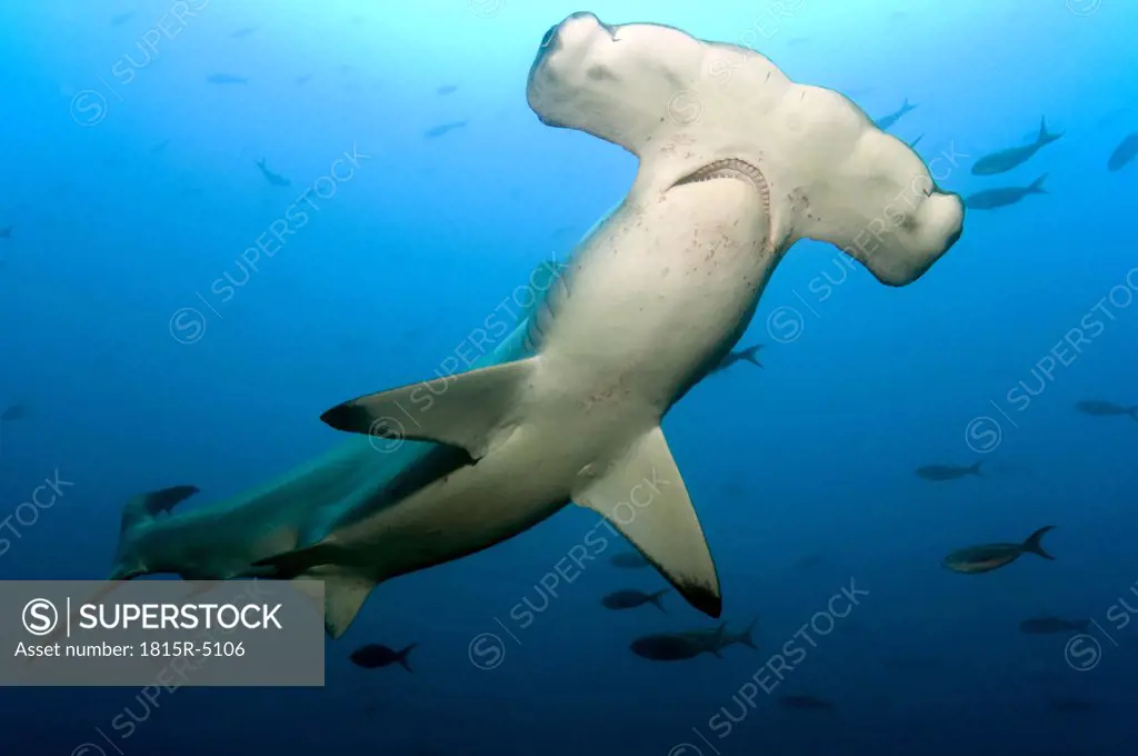 Galapagos Islands, Ecuador, Scalloped Hammerhead shark (Sphyrna lewini)