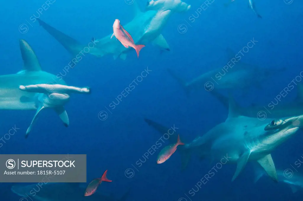 Galapagos Islands, Ecuador, School of Hammerhead sharks