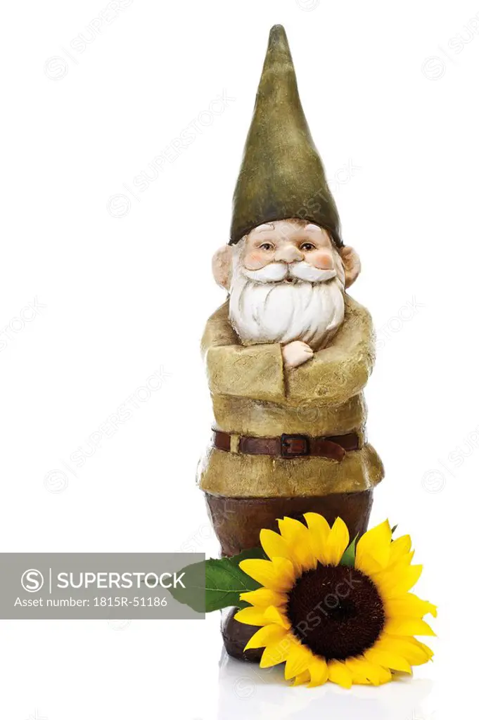 Garden gnome and sunflower