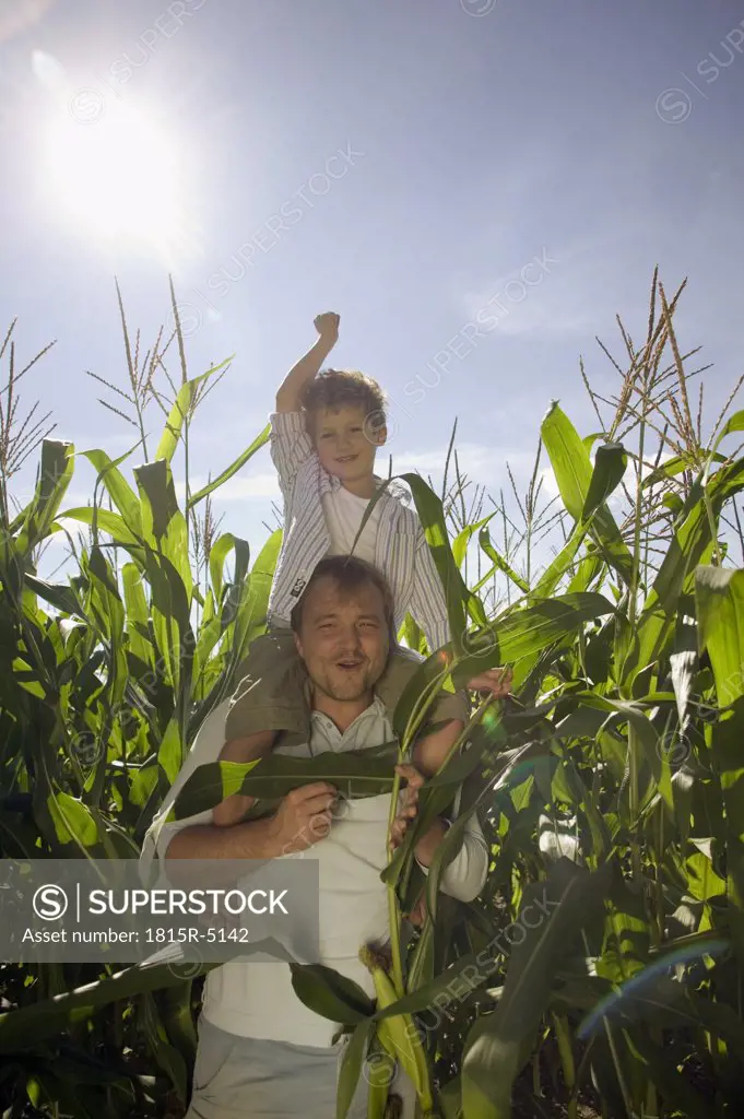 Father with boy on his shoulders coming out of a maize field