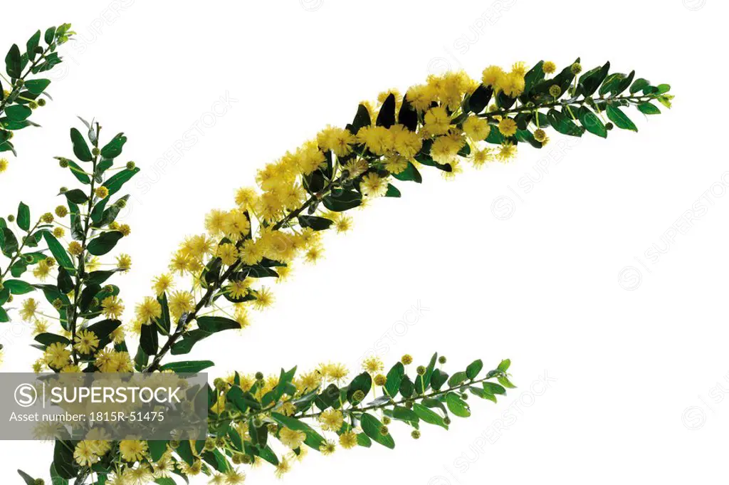 Hedge Wattle, Kangaroo Thorn Acacia armata, Acacia paradoxa, flowering twig, close_up