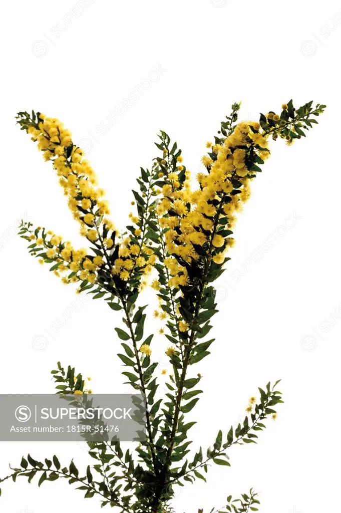 Hedge Wattle, Kangaroo Thorn Acacia armata, Acacia paradoxa, flowering twig