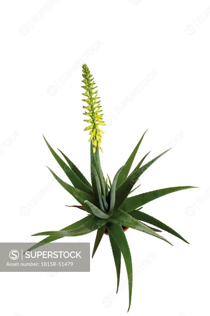 Flowering Aloe vera plant