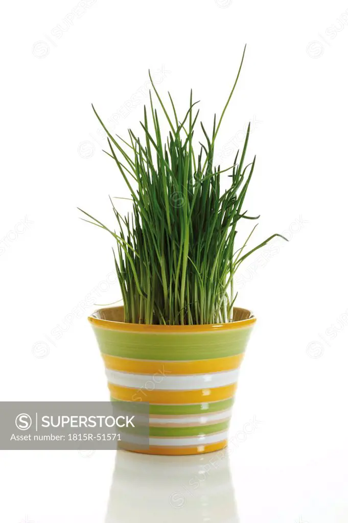 Chives in flower pot
