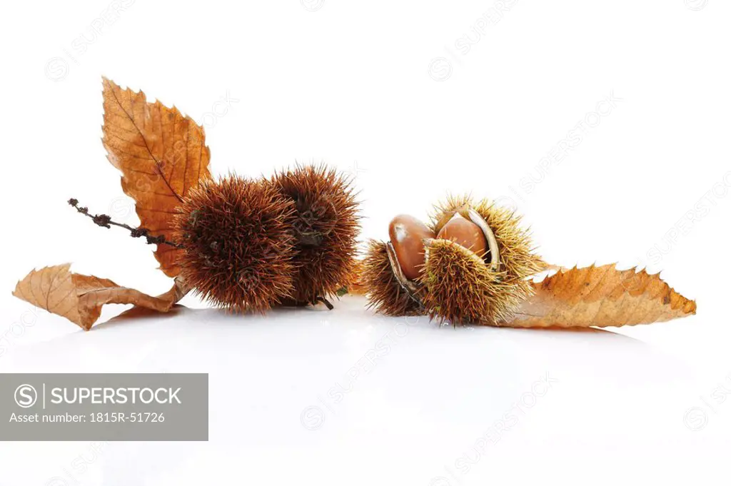 Sweet Chestnuts and leaves