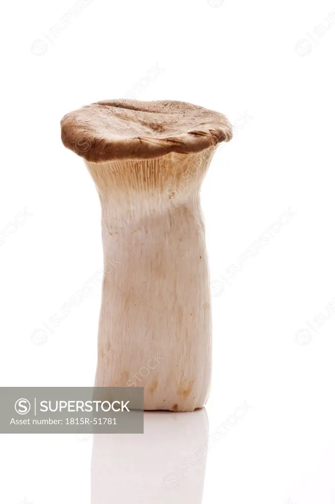 King trumpet mushroom Pleurotus eryngii