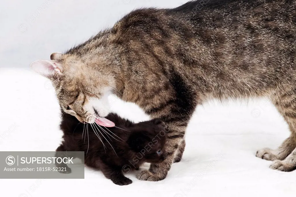 Domestic cats, Cat licking fur of kitten