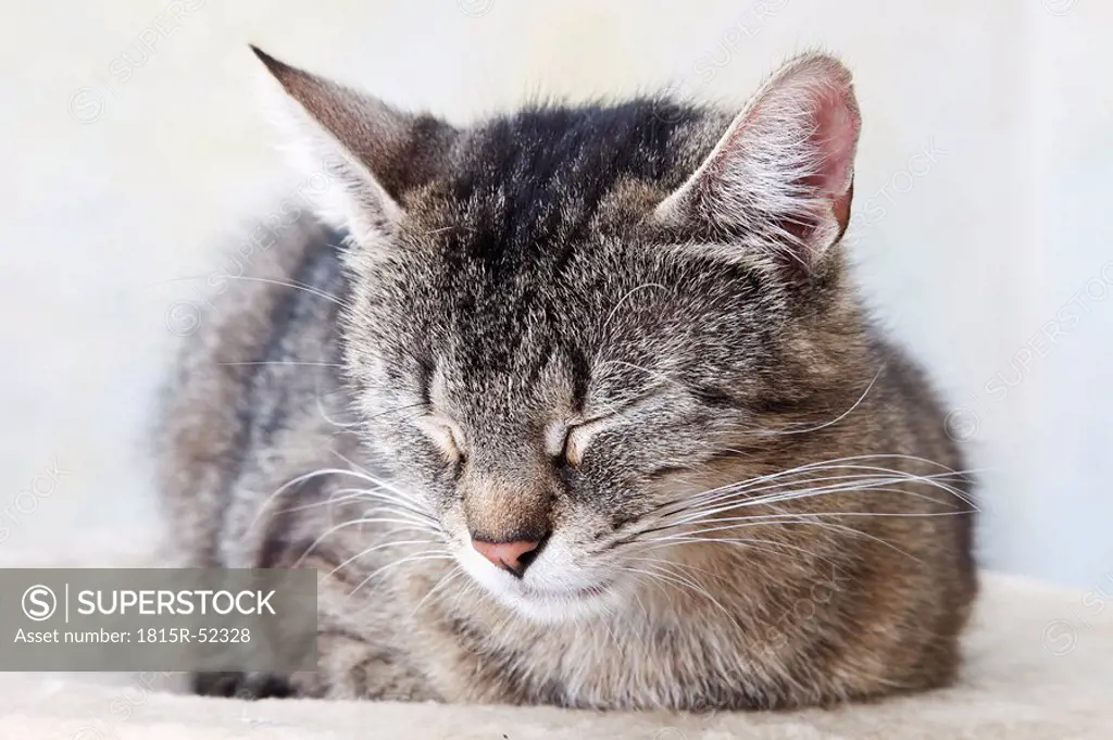 Domestic cat sleeping, portrait, close_up