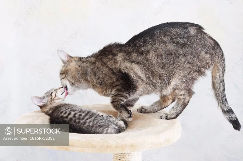 Domestic cats, Cat licking face of kitten