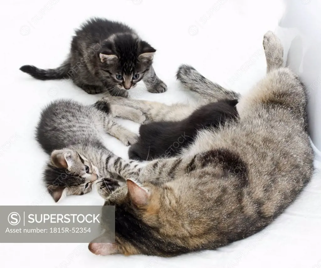 Domestic cats, Cat family