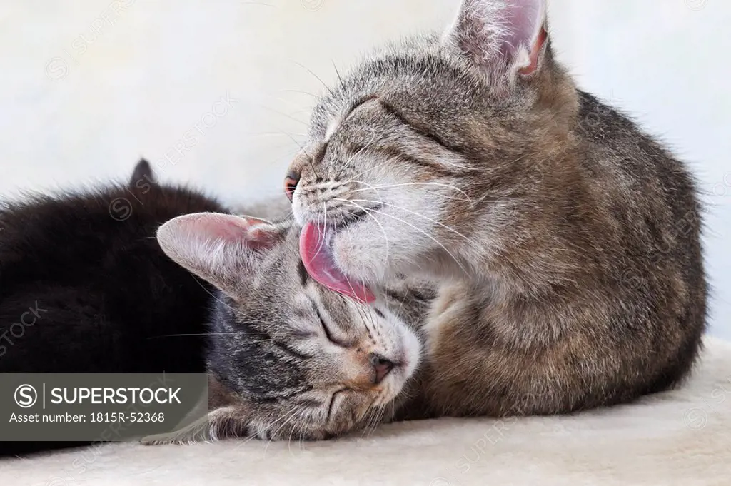 Domestic cats, Cat licking face of kitten, portrait