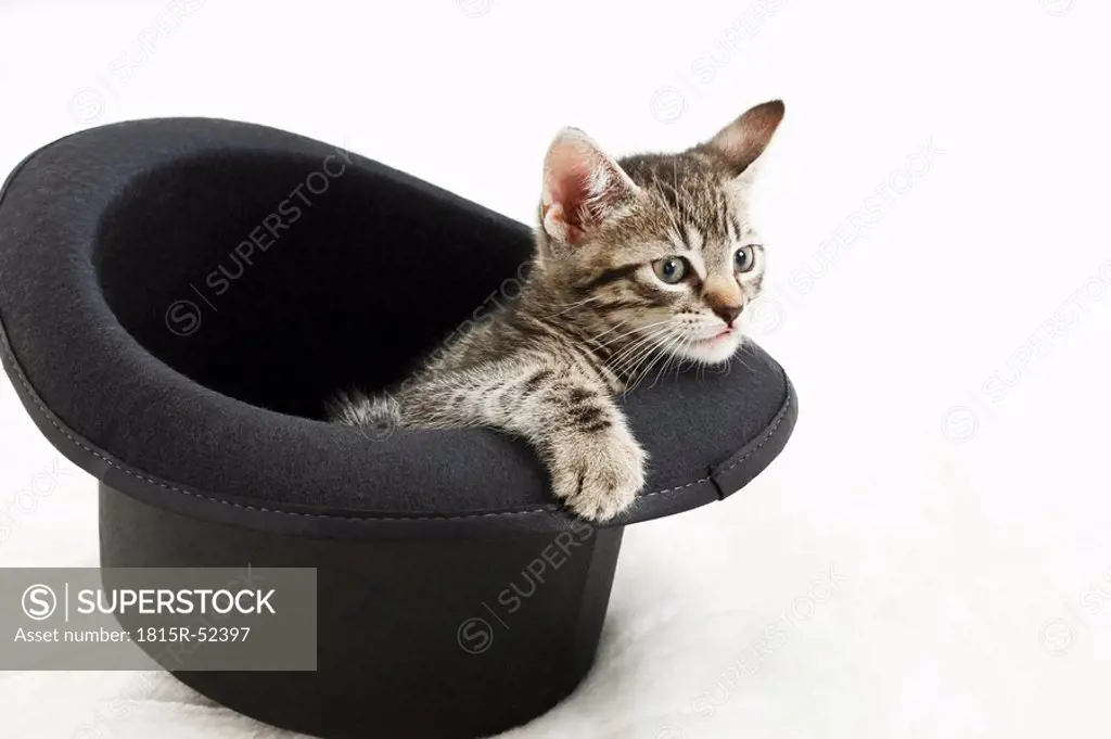 Domestic cat, kitten in top hat