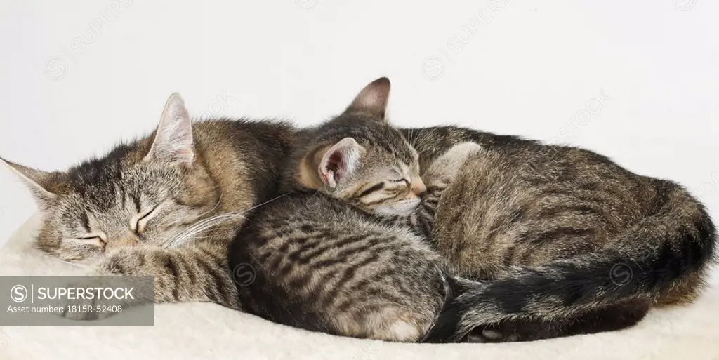 Domestic cats, cat and kitten sleeping