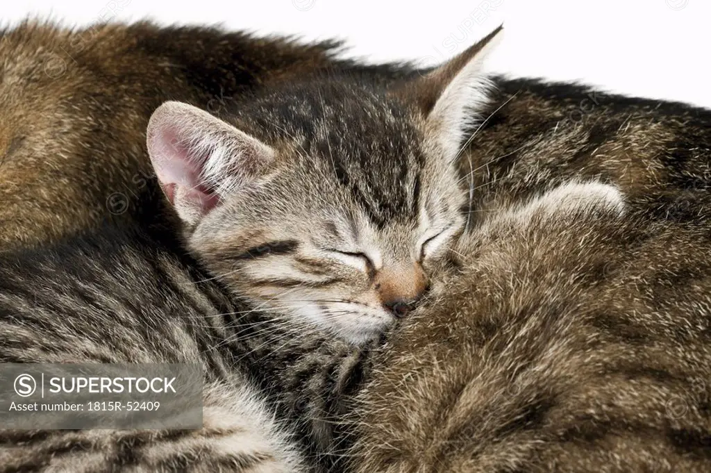 Domestic cats, cat and kitten sleeping, portrait, close_up