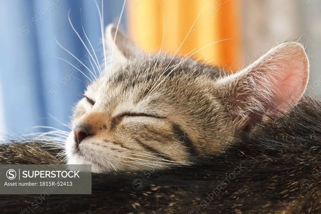 Domestic cat, kitten sleeping by mother, portrait, close_up