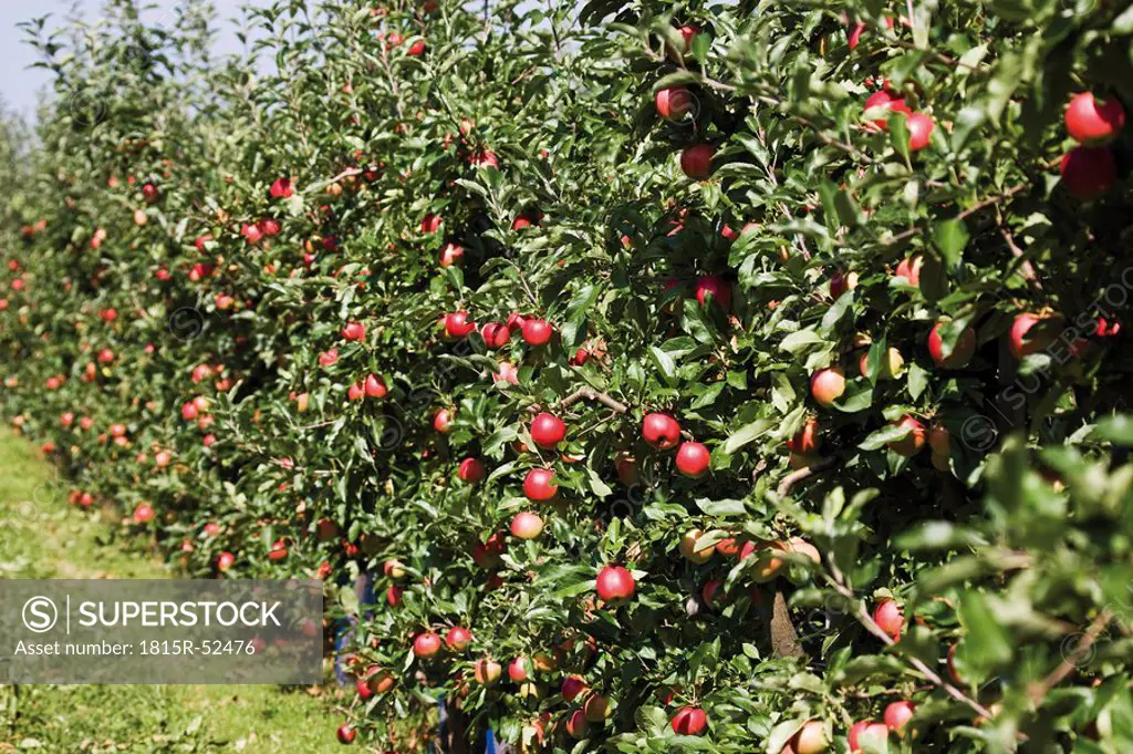 Germany, Rhineland_Palatinate, Bad Neuenahr Ahrweiler, Apples hanging on tree