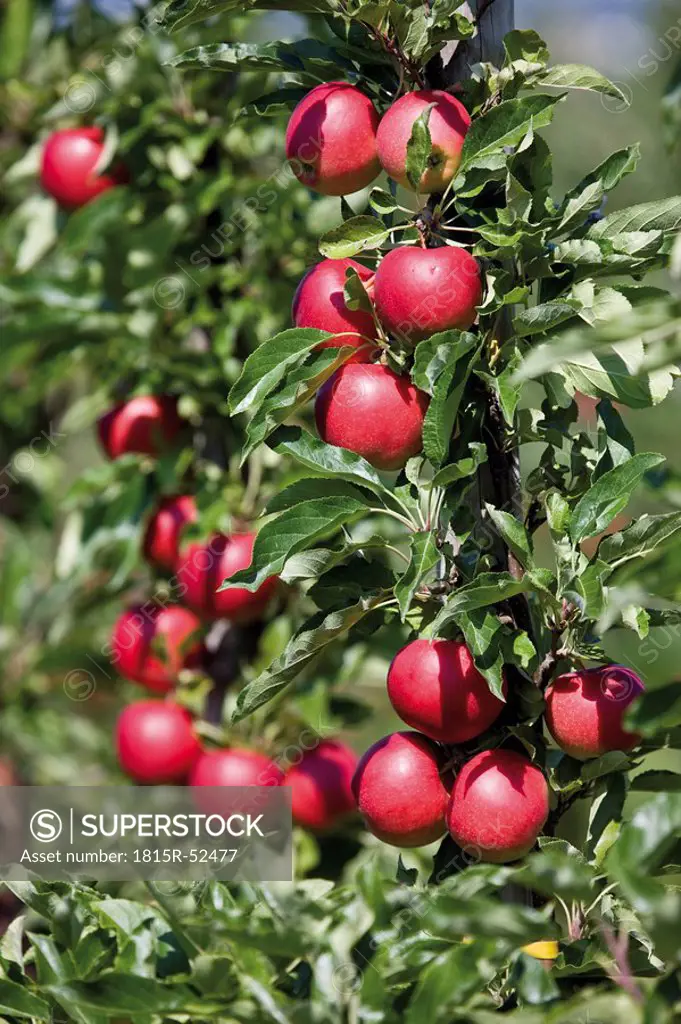 Germany, Rhineland_Palatinate, Bad Neuenahr Ahrweiler, Apples hanging on tree
