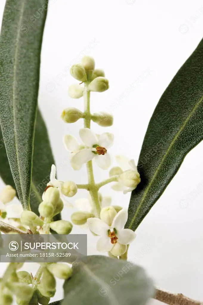Olive blossoms Olea europaea, close_up