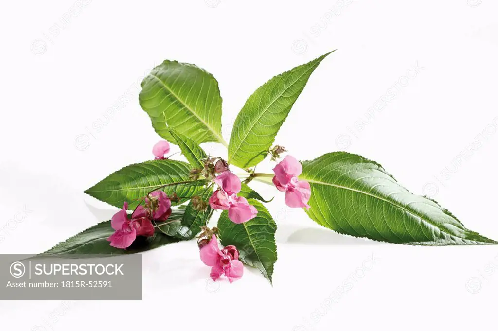 Himalayan Balsam flower Impatiens glandulifera