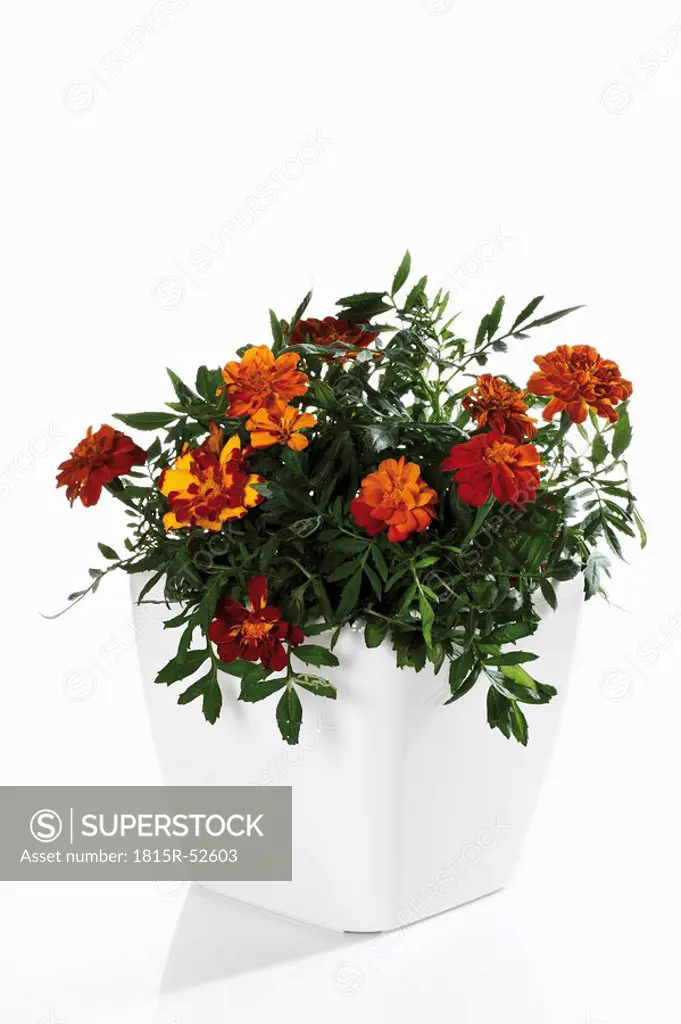 Tagetes flowers in flower pot